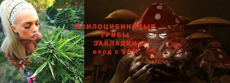 Галлюциногенные грибы GOLDEN TEACHER  Гатчина 